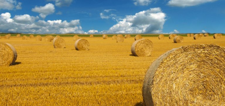Hay bales in a farmers field.